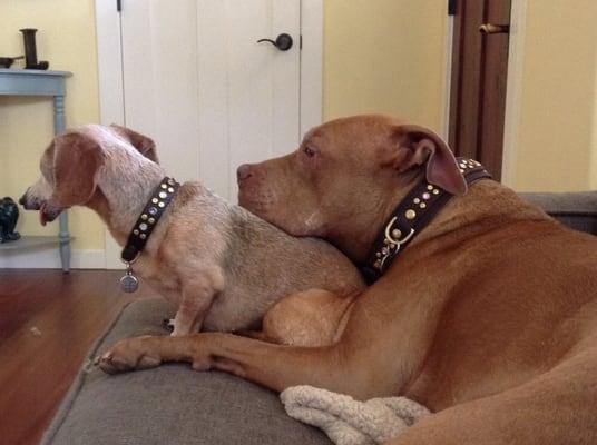 Roxy and Abby - two happy Healing Paws girls