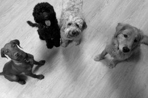 Small Dog Daycare and Training