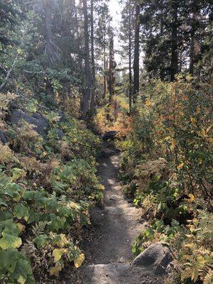 Mount Judah Loop Trail