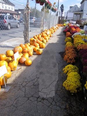 Fall flowers, Halloween pumpkins, and the local specter