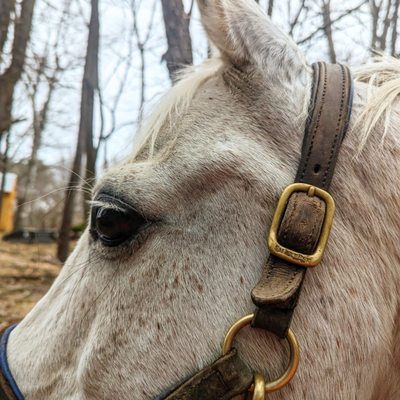 Crann Denali Boarding & Tender Touch Horse Training