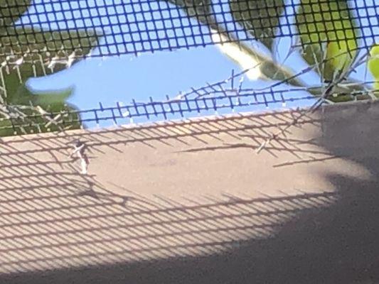 Tears in the lanai screen allowing rodents to come through stay away from Douglas realty