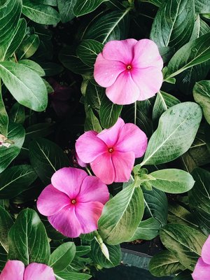 Flowering vinca.