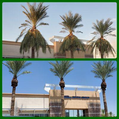 Date Palms - Objective - Remove dead and dying fronds and developing flowers and fruit stalks. Prune to 2 and 10 o'clock.