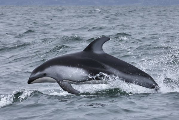 Pacific white sided dolphins