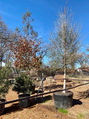 Nice selection of trees at D&B Tree Company. A hidden gem of a tree nursery!