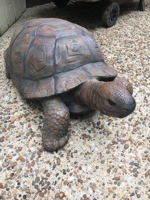 My garden tortoise