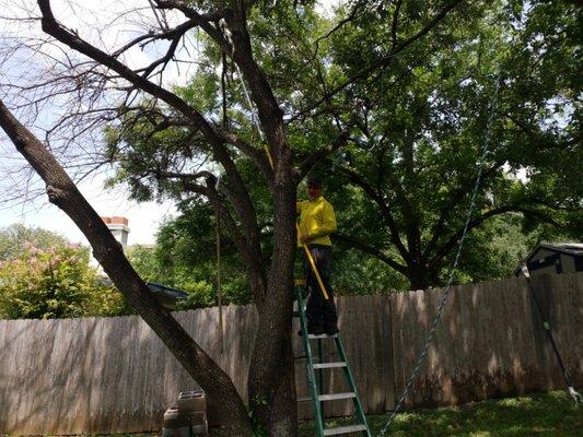 Taking down a customer's tree which died in the freeze