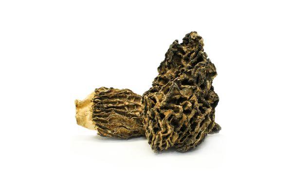 Morel