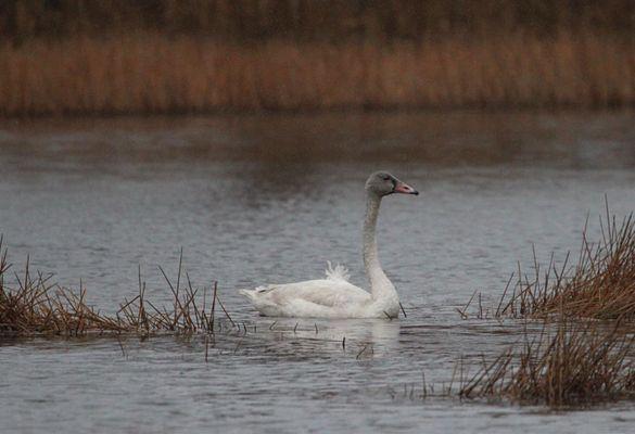 Mackay Island National Wildlife Refuge