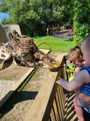 Giraffe feeding