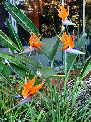 Bird of Paradise