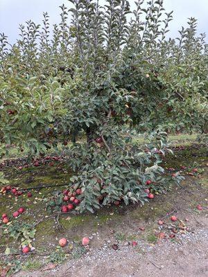 Apples on a tree in the you pick area.