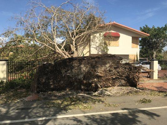 Tree Damage/ Roof Damage from storm