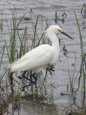 Cameron Prarie National Wildlife Refuge