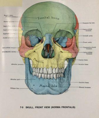 Lloyde's facial diagram of head for PT explanation for TMJ and maxo oral facial functional therapy.