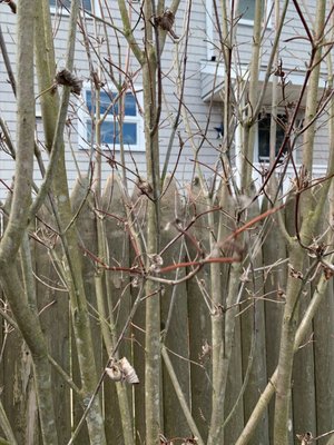 2 $450 Dead Dogwood Trees less than a year old