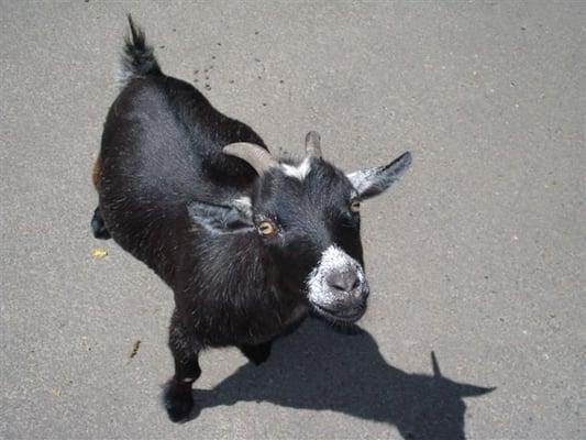 OUR FRIENDLY GOAT