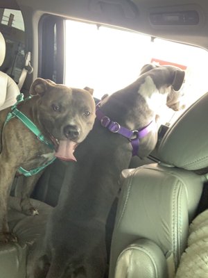 Dogs happily headed to vet