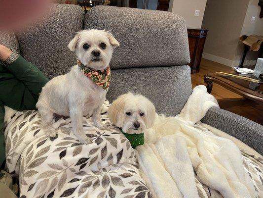 Candy and Cedric are groomed for Santa. Thank you CDA Pet Resort.