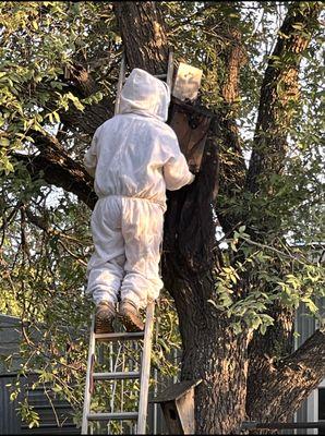 Kenny removing hive/bird house