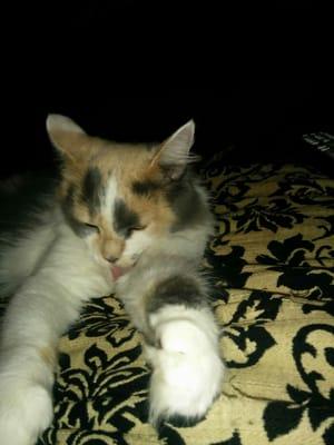 Diluted Calico adopted from pet assistance foundation!