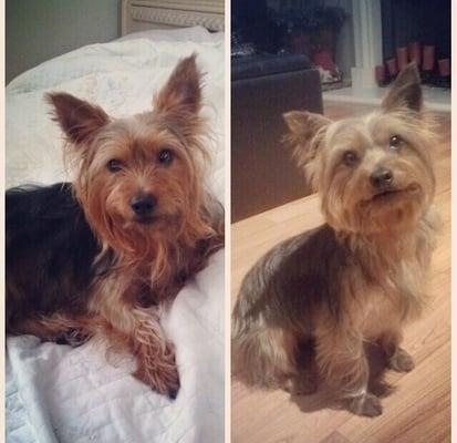 Before and after of my 16lb Silky Terrier