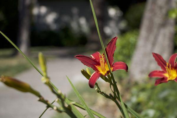 Beautiful flowers