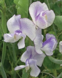 Spencer Sweet Pea - Blue Ripple