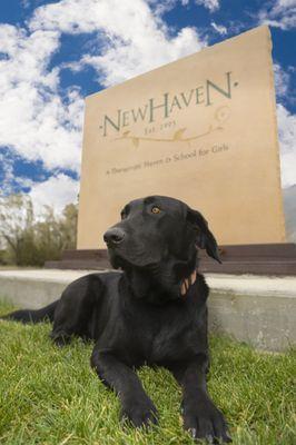 Therapy dog at New Haven Residential Treatment Center in Utah.