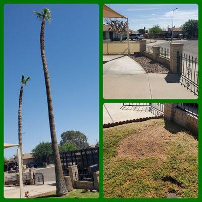 Mexican Fan Palms - Objective. Remove And Stump Grind 6" Below Grade.