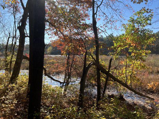 Cranberry bog