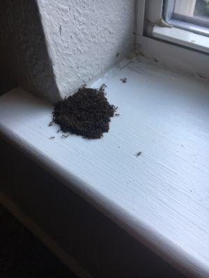 Odorous house ants