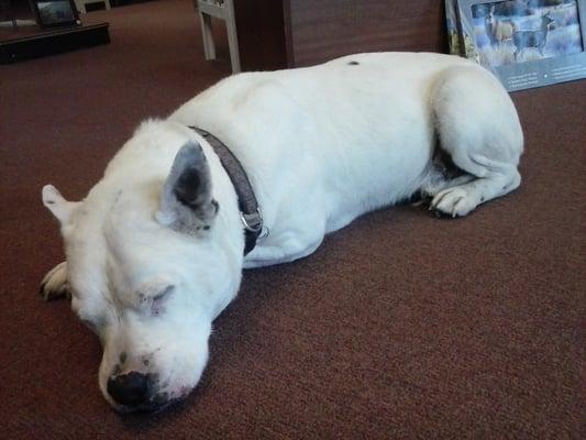 All nice and clean and bright white after his warm flea bath (: very happy. Thanks again, you guys are awesome!