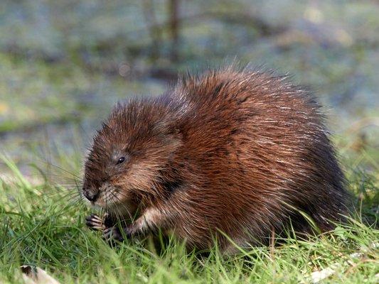 Muskrat Removal Indianapolis