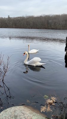 Swans In the pond