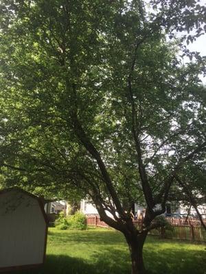 Tree removal Stratford, CT