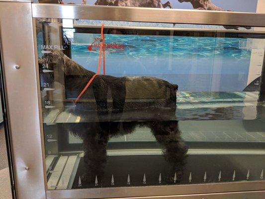 Underwater treadmill