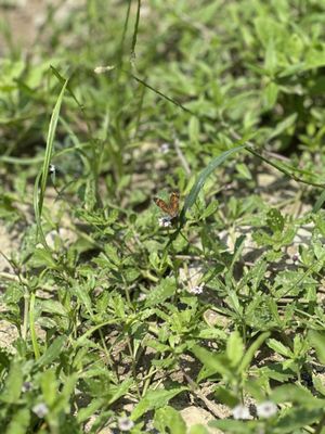 Castroville Regional Park