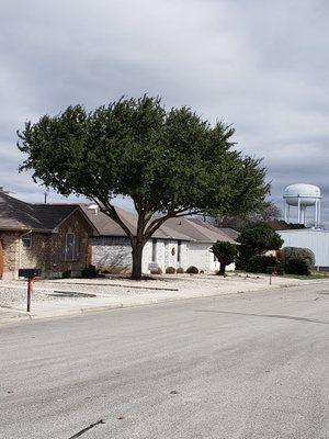 Tree trimming in New Braunfels Texas