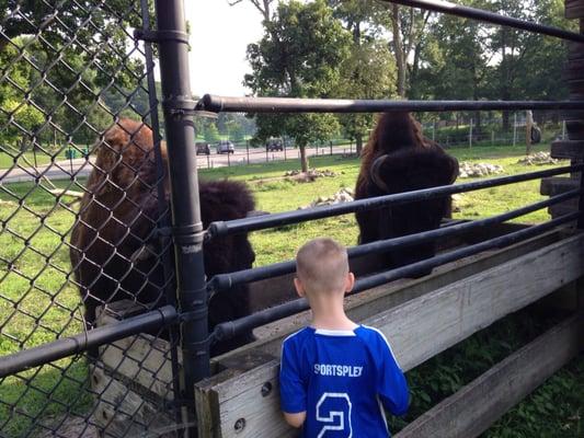 This is as close as you get to feeding the bison.