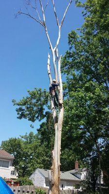 Cutting a dead tree.