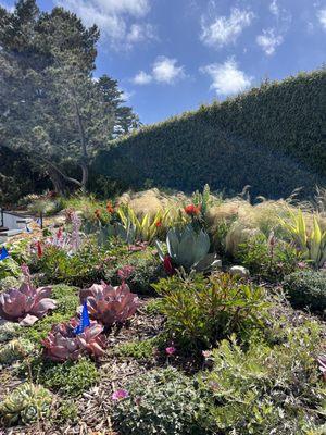 Dense hedge wall with colorful seaside garden in La Jolla, San Diego