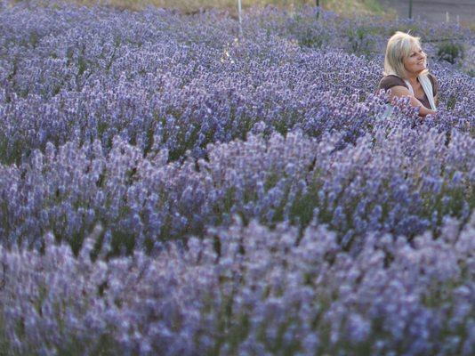 July 2016  Evening Light Lavender Farm!