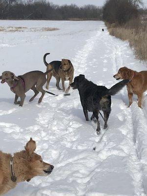 Bark Bus Express