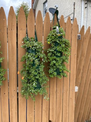 Hanging bags of flowers that bloom all summer!