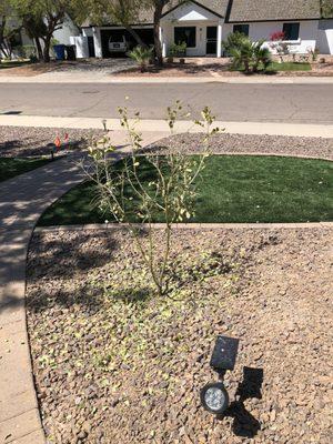 Texas Mountain Laurel with Transplant Shock