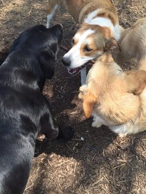 Three dogs one stick!