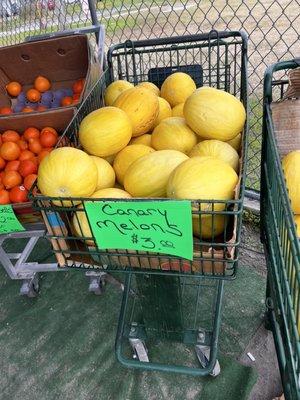 Canary Melons