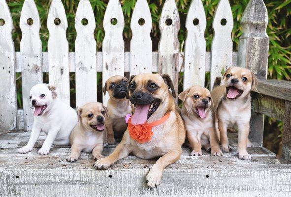 Puggle mom and puppies